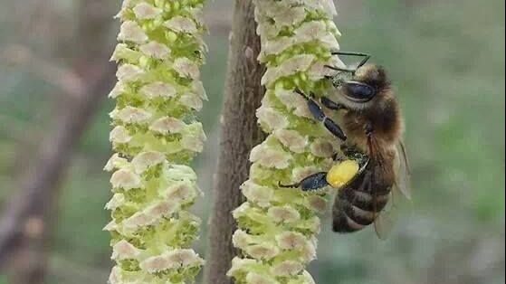 Je bekijkt nu Collectieve intelligentie en de bijen