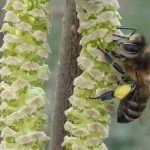 Collectieve intelligentie en de bijen