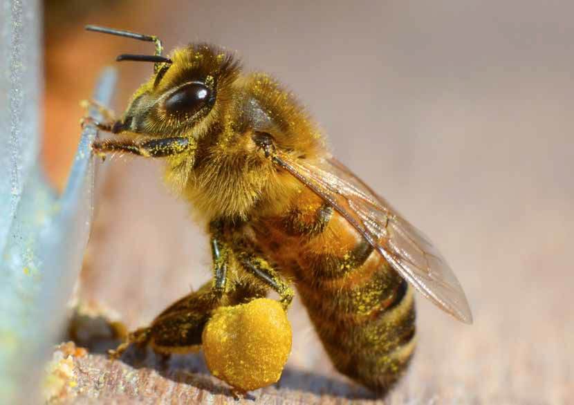 Opleiding Bijengezondheid in Lokeren