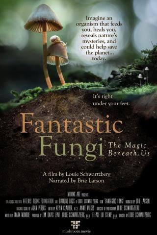 Je bekijkt nu GEANNULEERD: Fantastic Fungi – Film – Gent