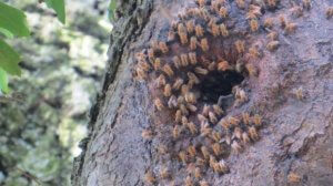 Lees meer over het artikel Honingbijen in het wild?  Ze bestaan! Help ons zoeken!