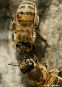 Bijen kunnen een normaal leven voortzetten, zelfs met een varroamijt op de rug