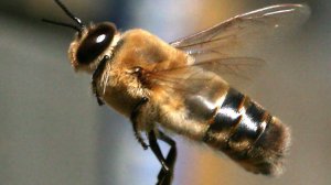 Lees meer over het artikel Darren centraal in een bijenvolk