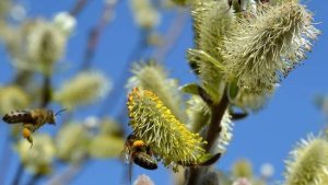 Lees meer over het artikel Bijen eten niet alleen plantaardig!